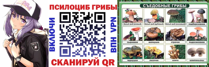 Псилоцибиновые грибы Psilocybe купить закладку Верхняя Пышма